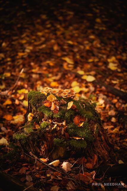 Foto: Paul Needham