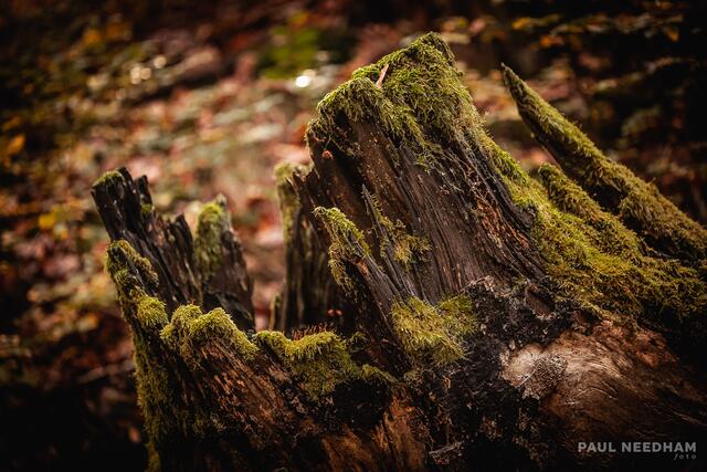Foto: Paul Needham