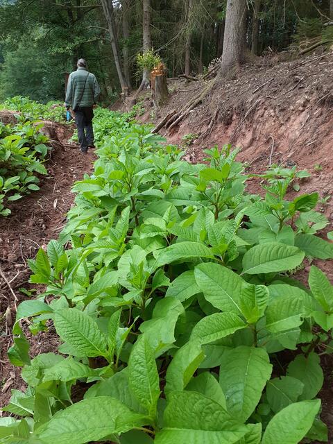 Die Kermesbeere verbreitet sich hauptsächlich auf lichten Flächen | Foto: Reddig