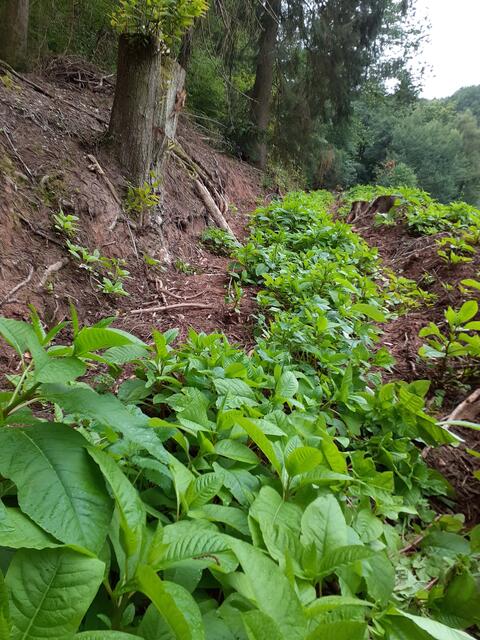 Hunderte von Jungpflanzen | Foto: Reddig