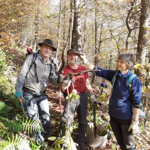 Gefährliches Wurzelwerk entschärft | Foto: Reddig
