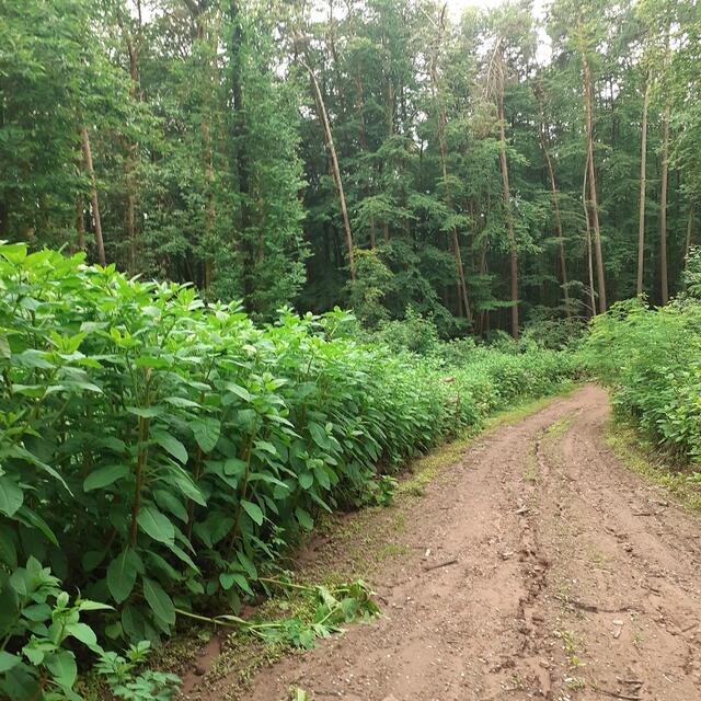 Diese Exemplare sind schon etwas größer | Foto: Reddig