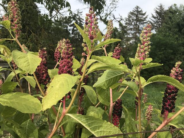 Die Kermesbeere wird trotz allem noch immer als Zierpflanze in Deutschland verkauft | Foto: B. Bender