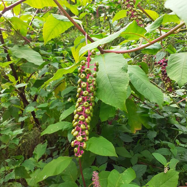 So sehen die jungen Beeren aus | Foto: Reddig