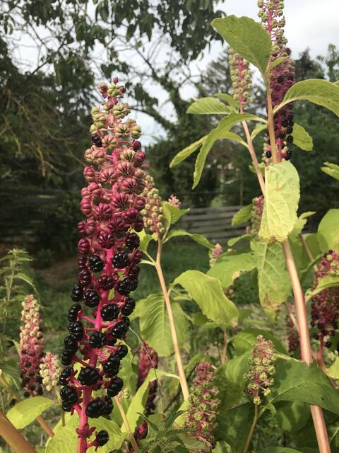 Eigentlich ganz hübsch anzusehen | Foto: B. Bender