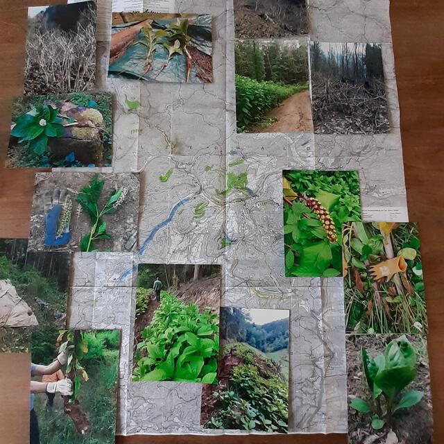 Wo sind diese invasiven Sträucher zu finden und wie sehen sie aus? | Foto: Reddig