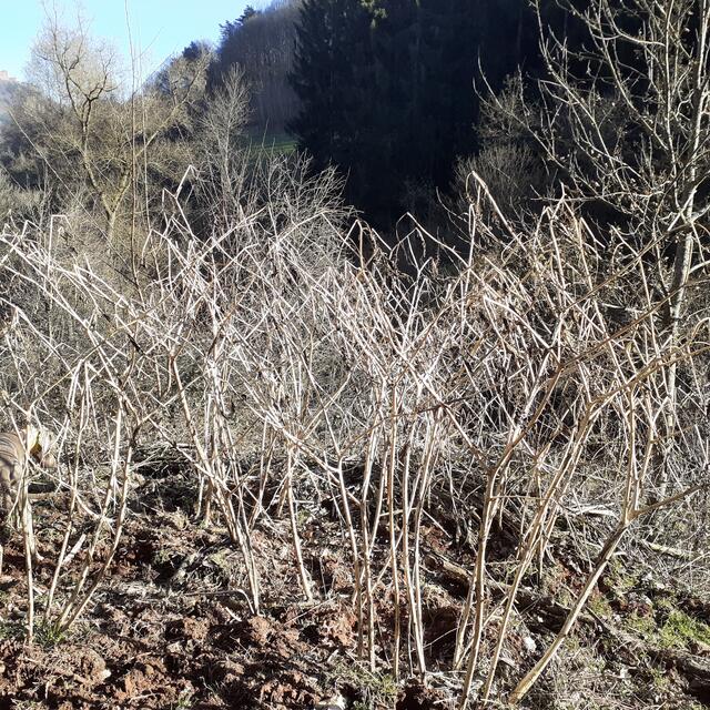 Die Sträucher entziehen dem Waldboden sämtliche Nährstoffe. So sehen sie im Winter aus. Nach dieser Winterruhe kehren sie im Frühjahr mit aller Wucht zurück.  | Foto: Reddig
