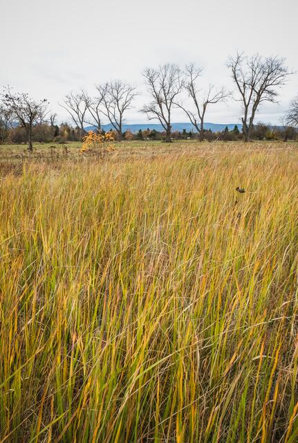 Streuobstwiese am Westrand von Haßloch | Foto: Photo Ulrich Mueller