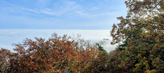 Hambacher Schloss im Nebel | Foto: Sonja Paschedag