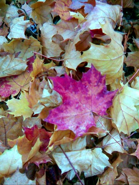 Lebensraum Herbstlaub 