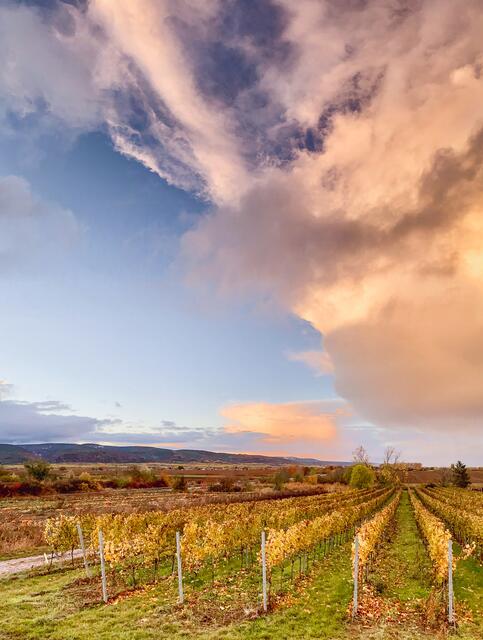 Farbenspiel in den Wolken bei Sonnenuntergang nach dem Regen. Straße zwischen Meckenheim und Mußbach mit Blick Richtung Wachenheim | Foto: Photo Ulrich Mueller