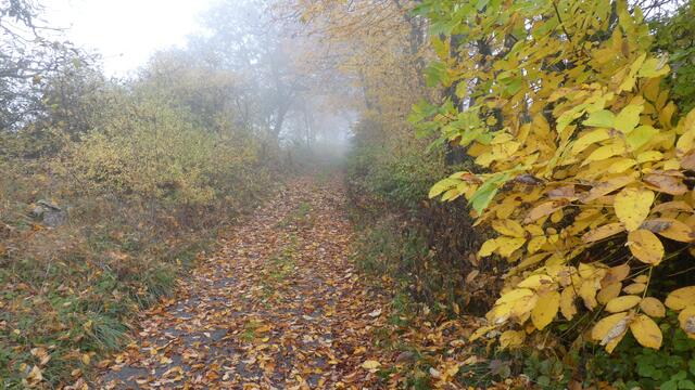 Foto: Das ist der Herbst im Zellertal