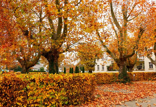 Herbstgold in Limburgerhof