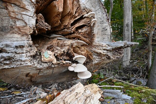 Baumpilz am Stamm einer Pappel | Foto: A. Abt