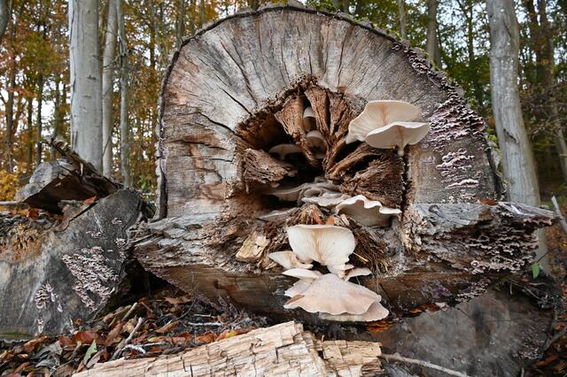 Baumpilz am Stamm einer Pappel | Foto: A. Abt