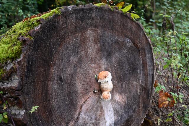 Baumpilz am Stamm einer Pappel | Foto: A. Abt