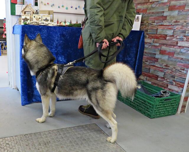 Hunde durften mit | Foto: Brigitte Melder