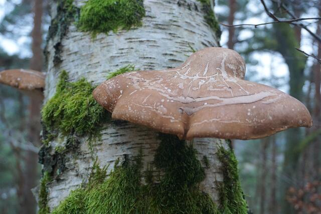 Foto: Markus Pacher