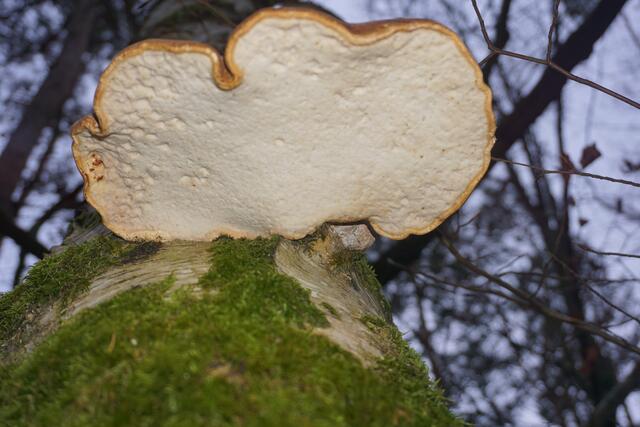 Foto: Markus Pacher
