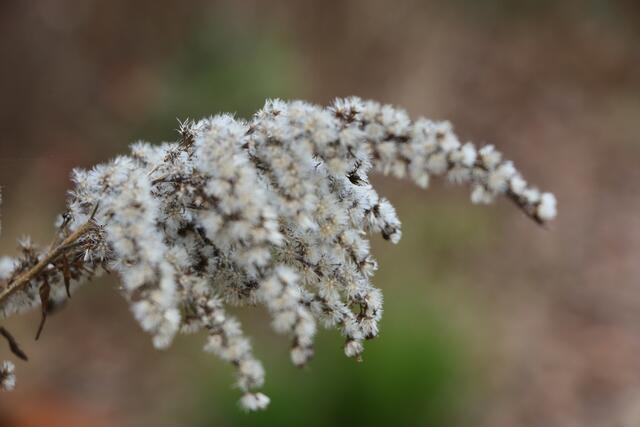 Kälte und Dunkelheit versetzen die Natur in einen tiefen Winterschlaf, auch dafür steht die innerer Einkehr der Rauhnacht | Foto: Heike Schwitalla