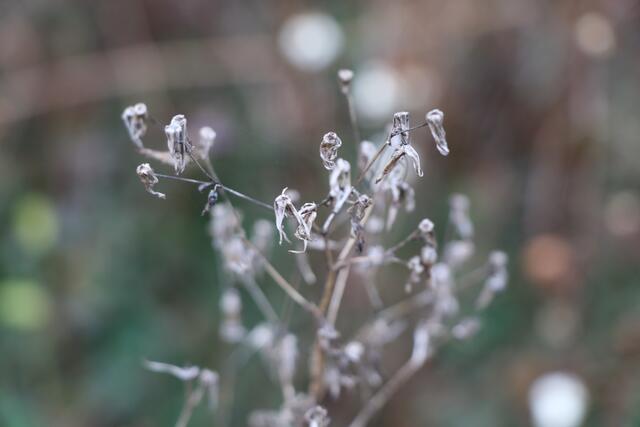 Foto: Heike Schwitalla