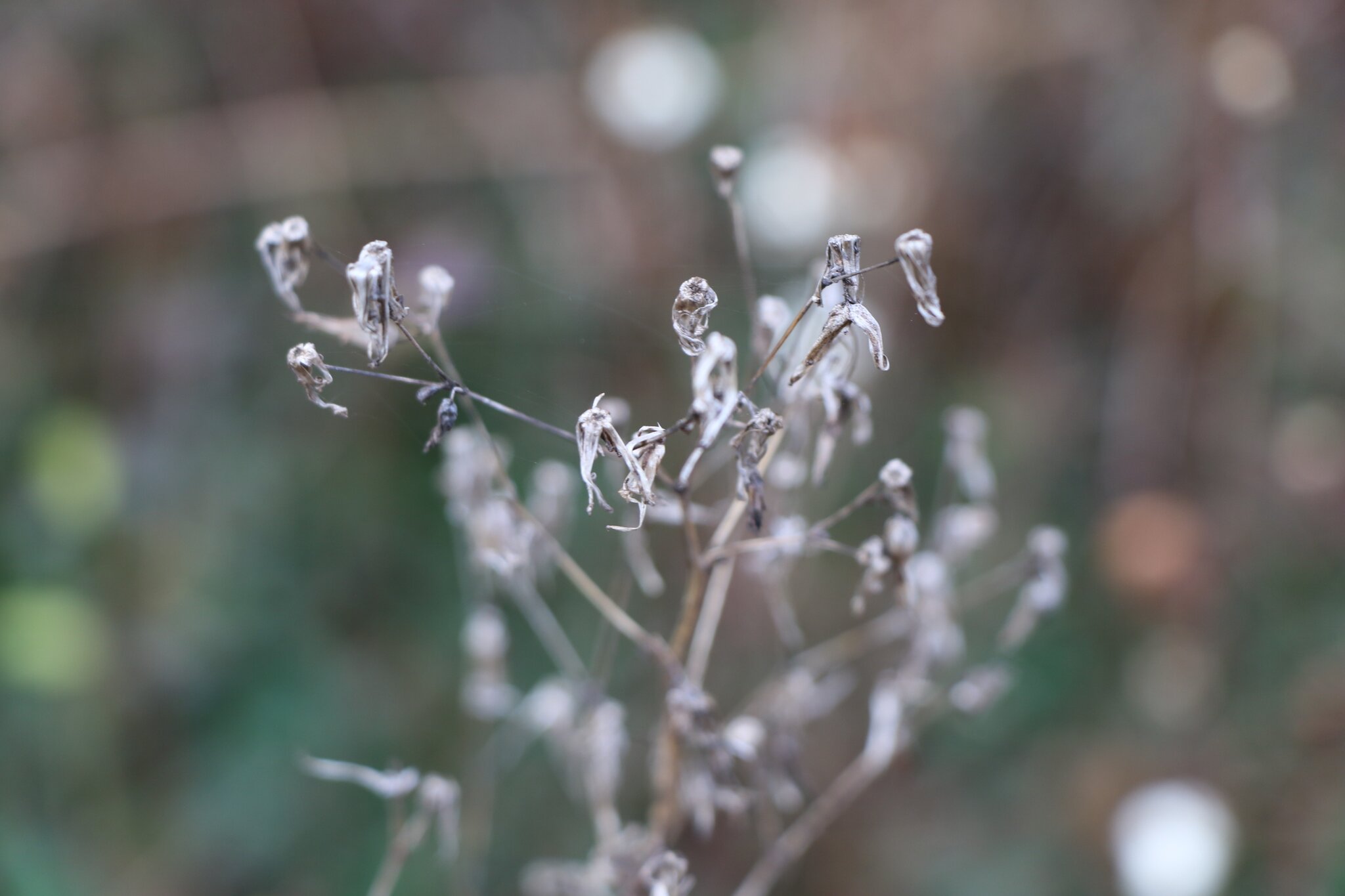 Geheimnisvolle-Rauhn-chte-mystische-Zeit-zwischen-Weihnachten-und-Dreik-nig