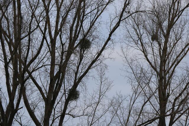 Wenn die Natur während der rauen Nächte still steht, treiben Geister und Dämonen ihr Unwesen - so sagen es alte Legenden und Mythen | Foto: Heike Schwitalla