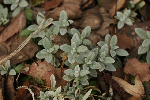 In den Raunächten werden mit Ritualen und Bräuchen die Grundlagen für ein erfolgreiches neues Jahr gelegt | Foto: Heike Schwitalla