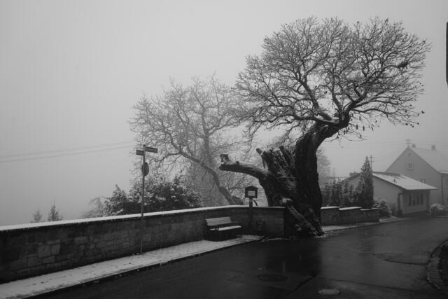Schneebedeckte 400 Jahre alte Kastanie in Dannenfels  | Foto: Stephen Wüstenberg Photographie - Wartenberg-Rohrbach