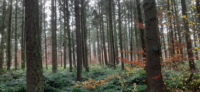 Herbstlicher Hollerwald, Nov. 2021 Unkenbach  | Foto: Arno Mohr