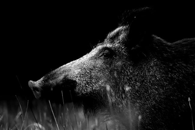 Der "Waldgeist" belegte Platz drei | Foto: Didier Bodot
