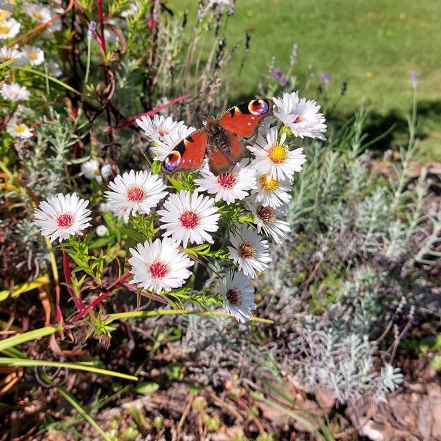 Verschiedene Wildblumenarten im Garten sorgen dafür, dass sich die Insekten im eigenen Garten wohlfühlen. Hier zum Beispiel ein Tagpfauenauge.