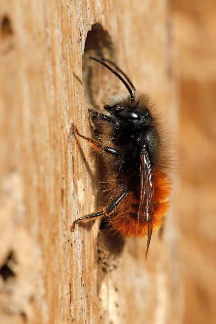 Eine gehörnte Mauerbiene an einem Insektenhotel