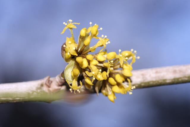 Die Kornelkirsche bietet sowohl Insekten, als auch Vögeln Nahrung. Hier steht sie in früher Blüte.