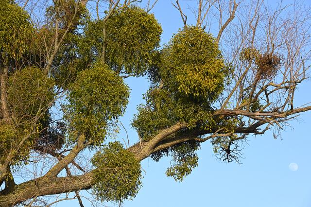 Misteln | Foto: A. Abt