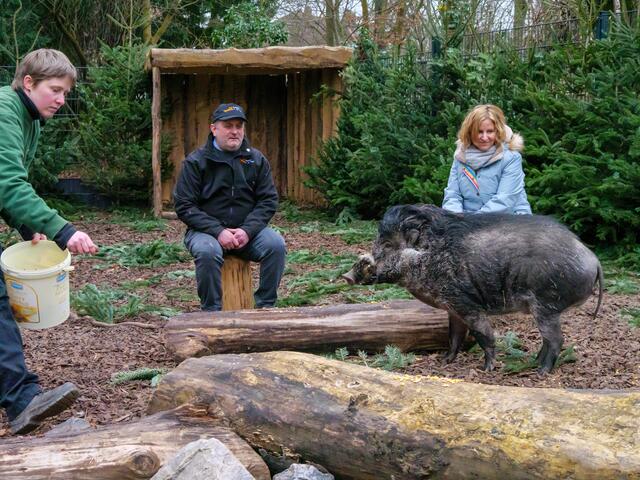 Gemeinsam mit Zoodirektor Heckel kam Klimaschutz- und Umweltministerin Katrin Eder den Schweinen im Gehege ganz nah.  | Foto: Kim Rileit