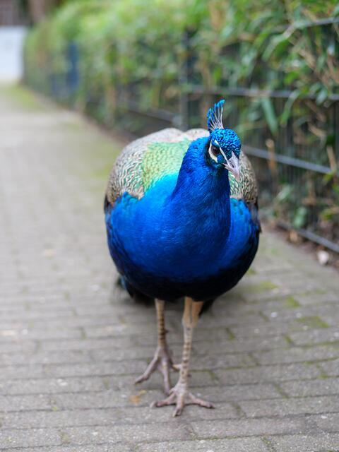 Zoo Landau / Symbolfoto | Foto: Kim Rileit