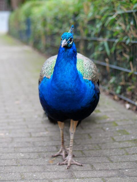 Zoo Landau / Symbolfoto | Foto: Kim Rileit