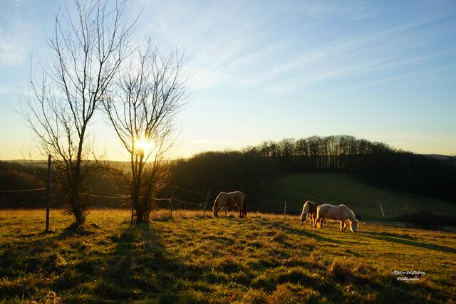 Pferdeidylle in der untergehenden Wintersonne am Heuberg bei #WartenbergRohrbach #Winnweiler #Donnersbergkreis  | Foto: Stephen Wüstenberg Photographie - Wartenberg-Rohrbach