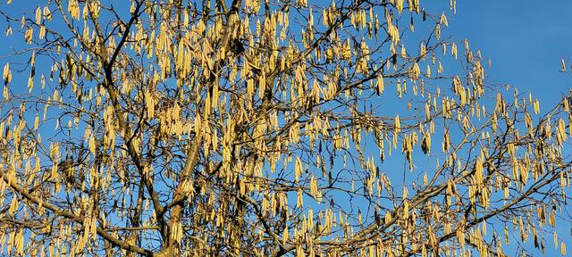 1.1.2022: ein Haselstrauch blüht in Jockgrim | Foto: A. Abt