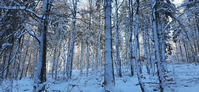 Winter Januar 2022, Hollerwald Unkenbach  | Foto: Arno Mohr, Unkenbach 