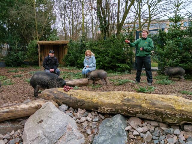 Frau Koßmann (rechts)  ist ZGAP-Mitglied und Tierpflegerin der Visayas-Pustelschweine im Landauer Zoo | Foto: Kim Rileit