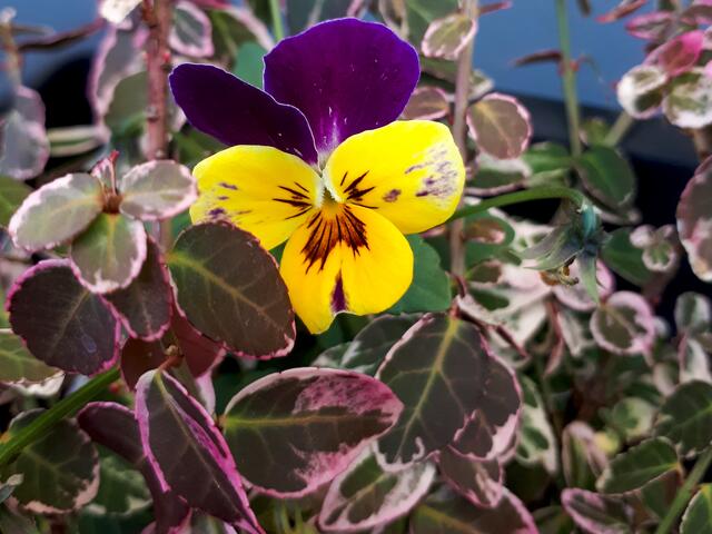 Stiefmütterchen | Foto: Soraja Eydam