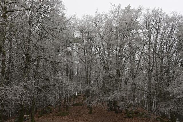 Kalmit mit Zuckerguss | Foto: Ilona Schäfer