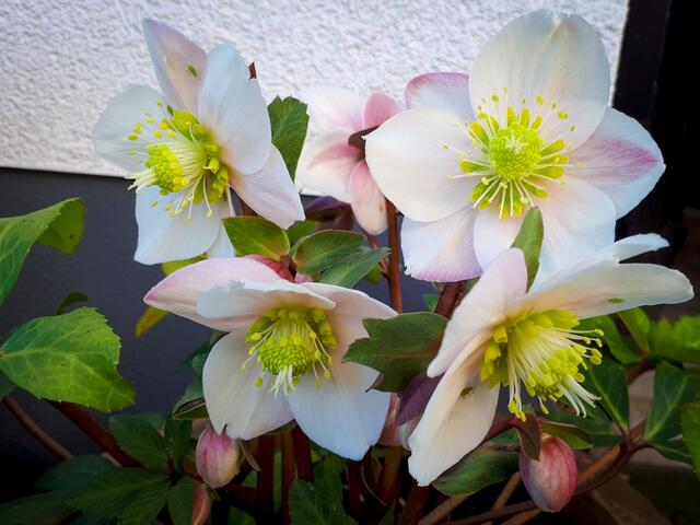 Christrose | Foto: Soraja Eydam