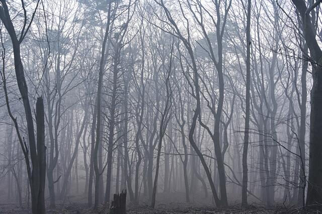 Nebelwald | Foto: Ilona Schäfer