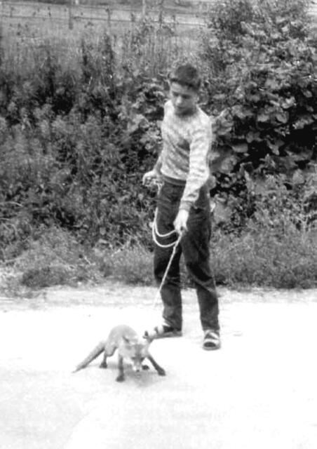 Kurt Klemm war 15, als er die ersten Füchse aufzog.   | Foto: ha