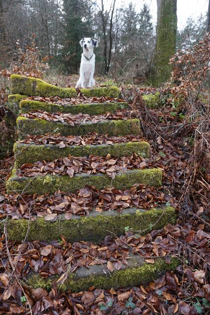 Ein von Hund Wicki gut bewachte Steintreppe, die ins Nichts führt. | Foto: Markus Pacher