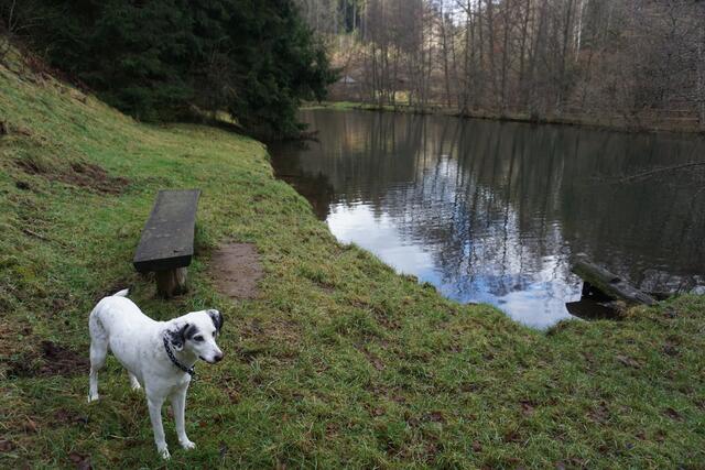 Beliebte Badegelegenheit im tiefen Pfälzerwald: Der kleine Weiher bei der Geiswiese. | Foto: Markus Pacher