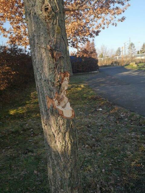 Viele der betroffenen Bäume wurden so stark verletzt, dass sie nur noch gefällt werden mussten. | Foto: Gemeindeverwaltung Bobenheim-Roxheim